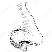 Image of a nose.